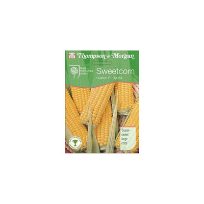 Sweetcorn Ovation F1 Hybrid Seeds