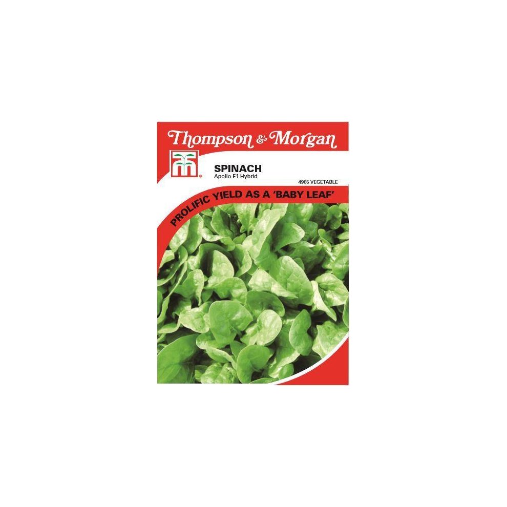 Spinach Apollo Seeds