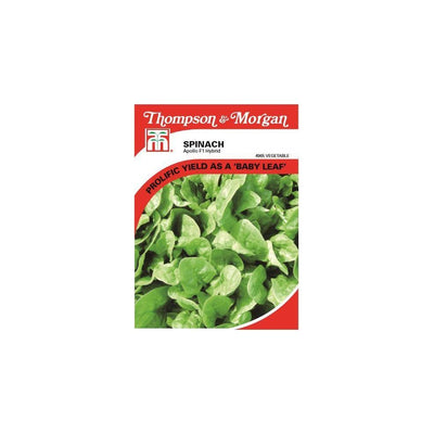 Spinach Apollo Seeds