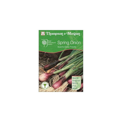 Onion Salad Apache Deep Purple Seeds