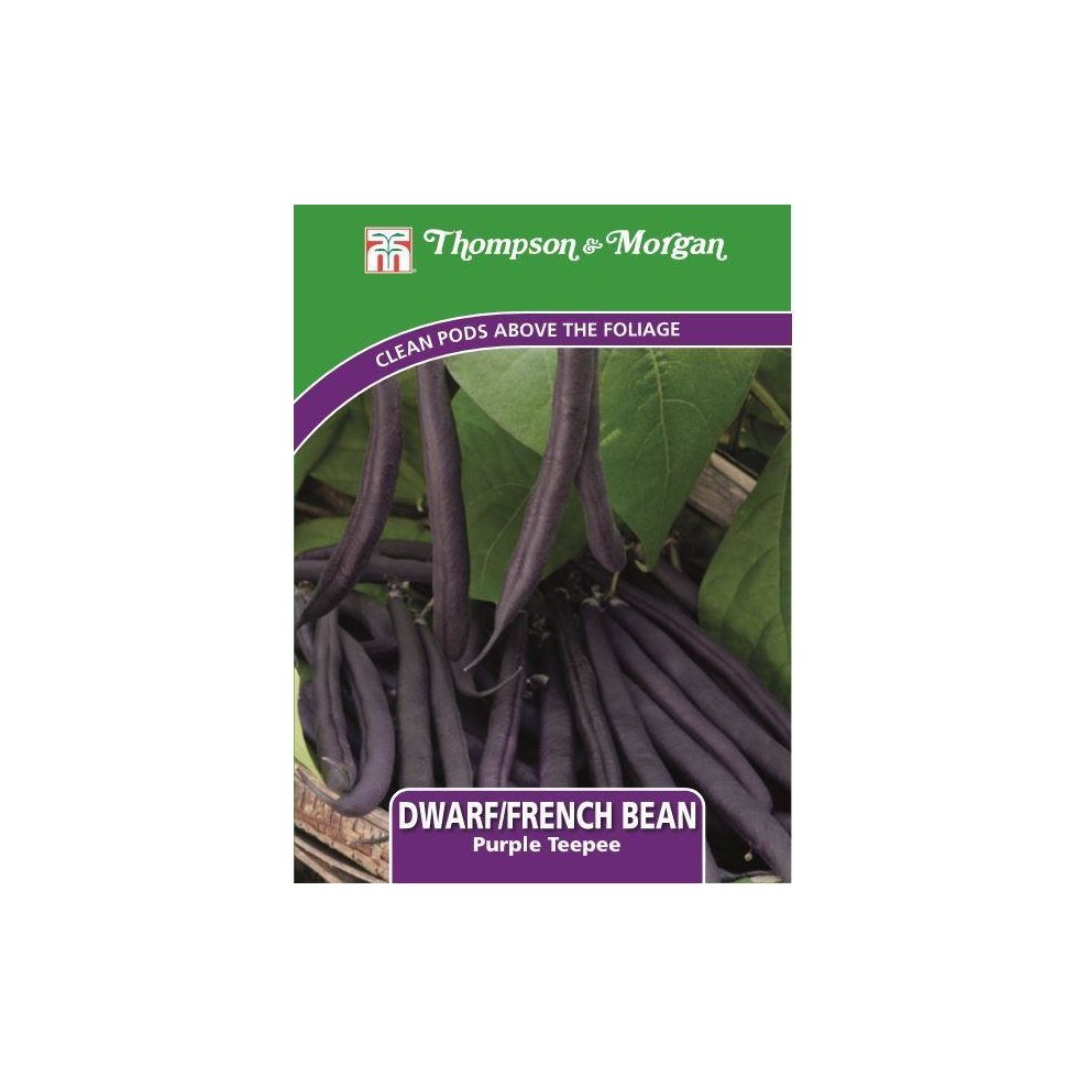 Dwarf Bean Purple Teepee Seeds