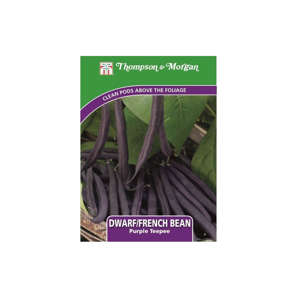 Thompson & Morgan - Vegetables - Dwarf Bean Purple Teepee - 50 Seed