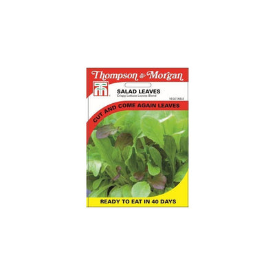 Salad Leaves Crispy Lettuce Blend Seeds