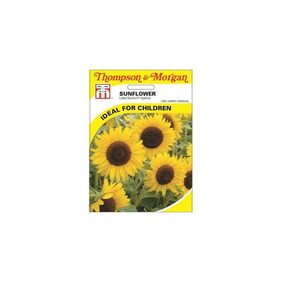 Sunflower Little Dorrit F1 Hybrid Seeds