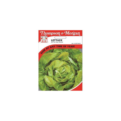 Lettuce All Year Round Seeds