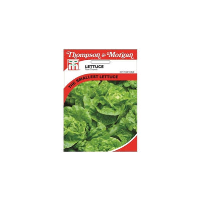 Lettuce Tom Thumb Seeds