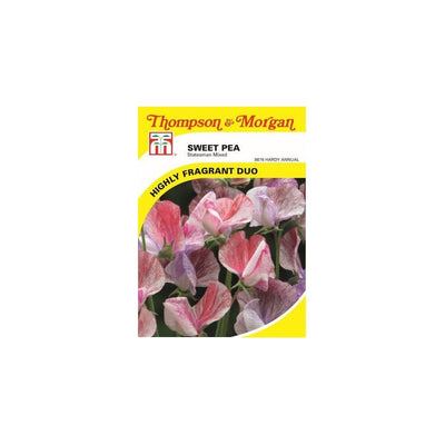 Sweet Pea Statesman Mixed Seeds