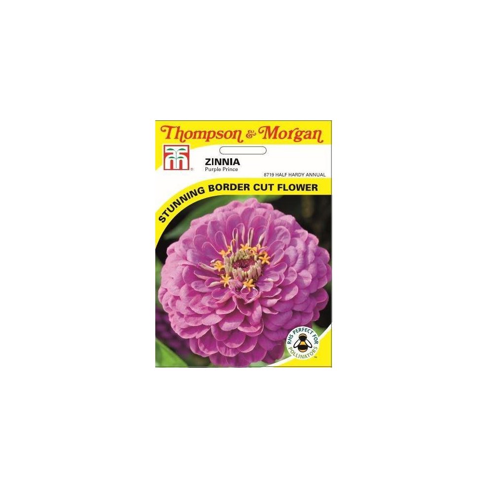 Thompson & Morgan - Flowers - Zinnia Purple Prince  - 100 Seed