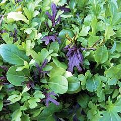 Salad Leaves Bright And Spicy Seeds