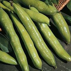 Broad Bean Aquadulce Claudia Seeds
