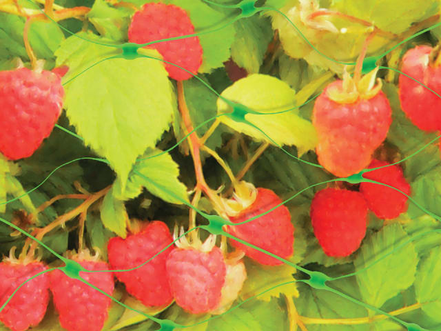 Garden Net Green 6m x 2m