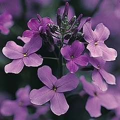 Wild Flower Sweet Rocket Seeds