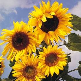 Thompson & Morgan - Flowers - Sunflower Russian Giant - 60 Seed