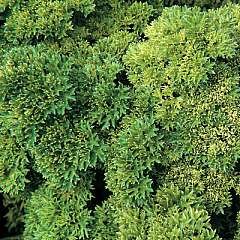 Herb Parsley Champion Seeds
