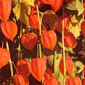 Chinese Lanterns Physalis gigantea Seeds