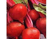 Beetroot Boltardy Seeds