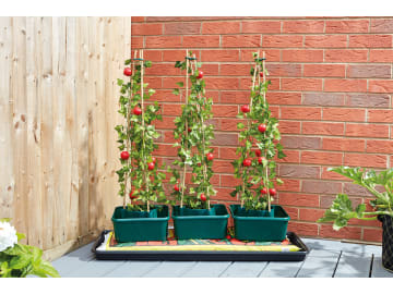 Smart Garden Tomato Gro-Box Triple Pack 6512007