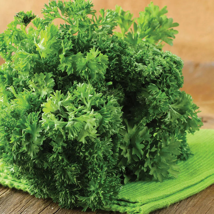 Fresh curly-leaf Lisette parsley bunch with dark green finely curled leaves on a green cloth