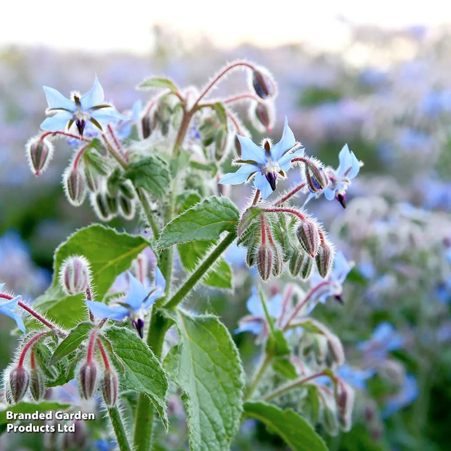 Borage plant with bright blue flowers, hairy buds and green leaves in a field setting