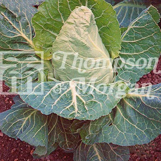 Pointed-heart cabbage head with pale inner leaves and Thompson & Morgan watermark