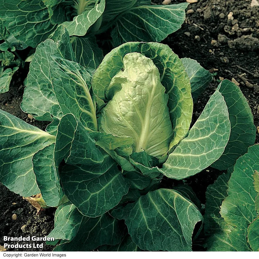 Spring cabbage plant with a pointed, pale green heart growing in garden soil