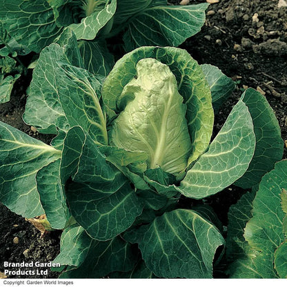 Spring cabbage plant with a pointed, pale green heart growing in garden soil
