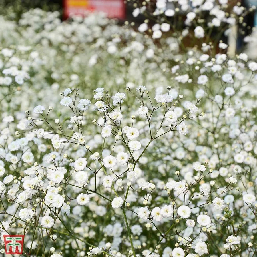 Close-up of white gypsophila paniculata flowers on branching stems