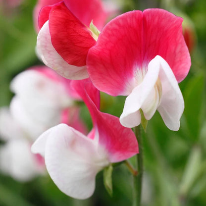 Close-up of bicoloured Sweet Pea Painted Lady flowers with rose-red standards and white wings