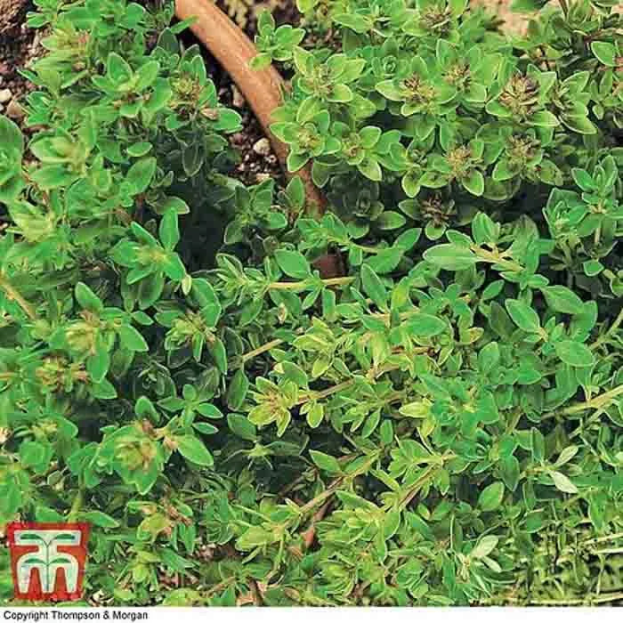 Close-up of low-growing thyme Olde English foliage with Thompson & Morgan copyright mark
