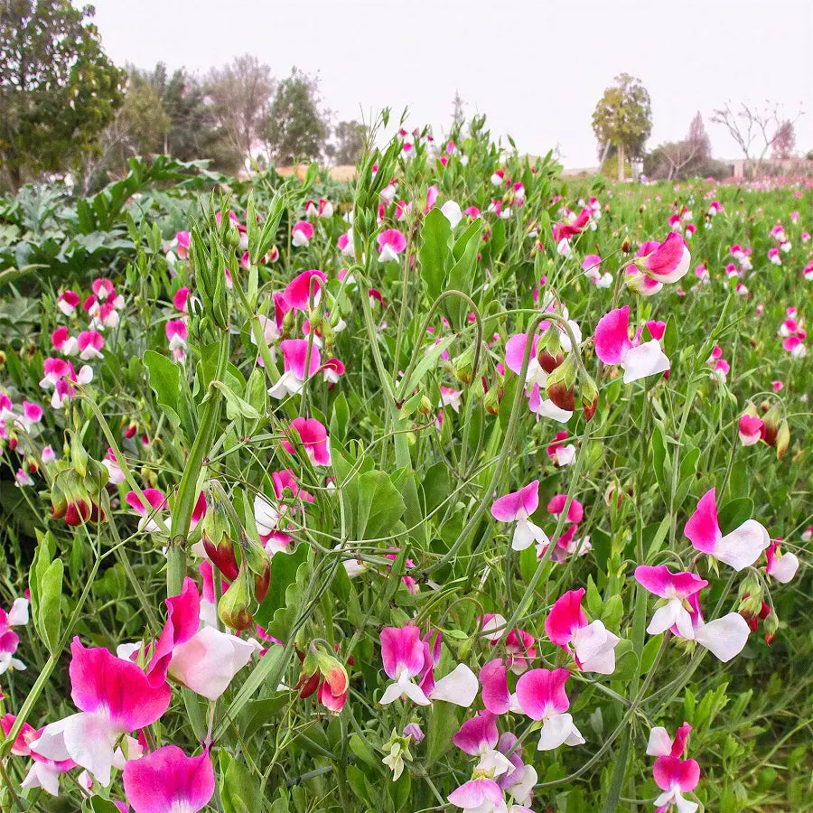 Field of sweet pea plants with red and white bicoloured flowers growing among green leaves