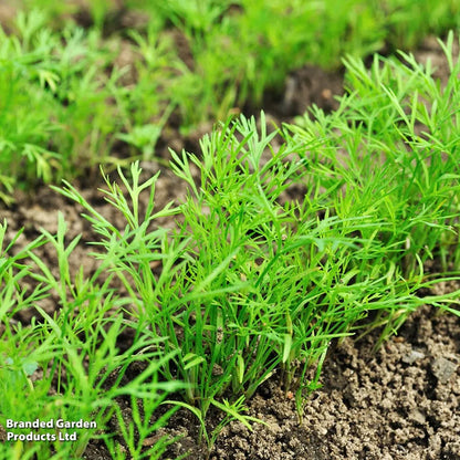 Young dill seedlings growing in rows in brown soil
