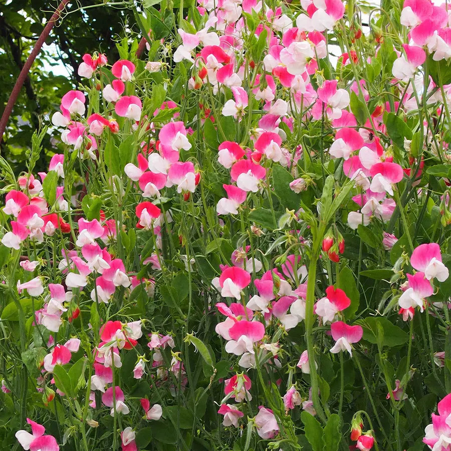 Sweet pea plants in bloom with red, pink and white bicoloured flowers climbing among green foliage
