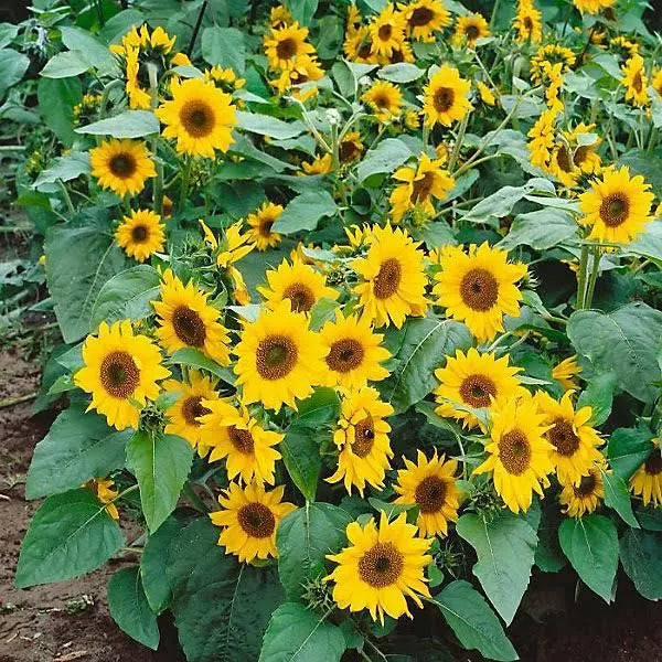 Dwarf Sunspot sunflowers in bloom, several branching yellow flowers with brown centres among green leaves