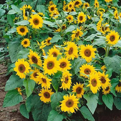 Dwarf Sunspot sunflowers in bloom, several branching yellow flowers with brown centres among green leaves