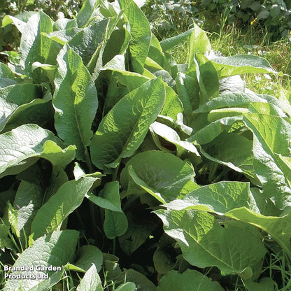 Broad green comfrey leaves growing in a garden bed, Symphytum officinale plant