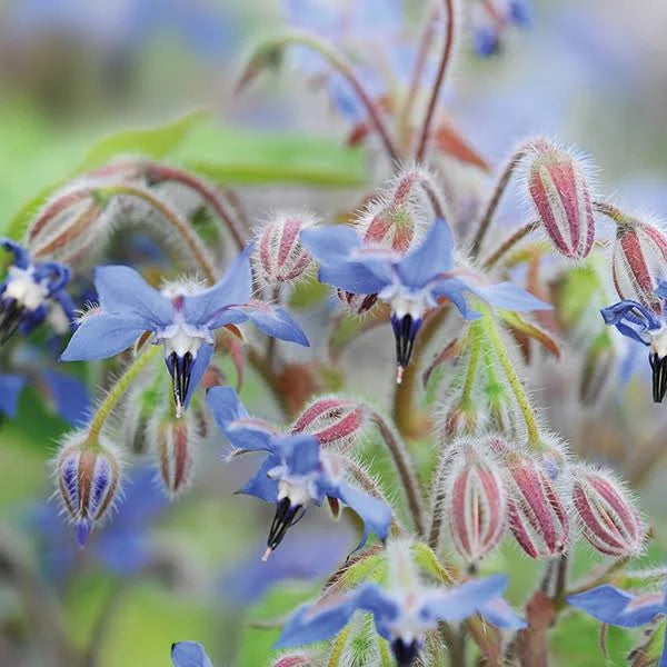Blue star-shaped borage flowers with dark anthers and hairy pale green buds
