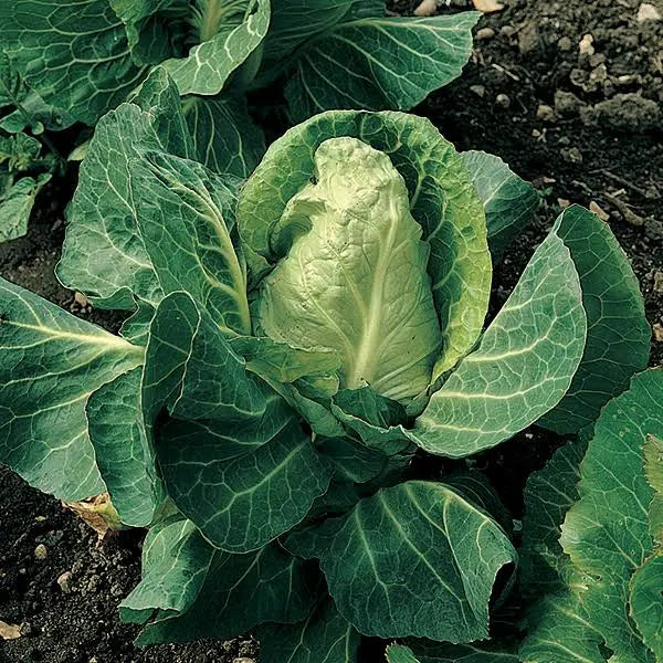 Pointed-heart spring cabbage growing in dark soil, with pale inner leaves and green outer leaves